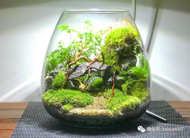 [分享]世界顶级苔藓微景观造景,学了就是自己的!