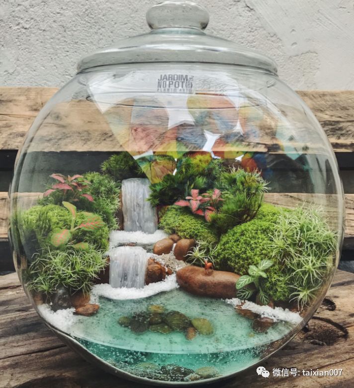 [分享]世界顶级苔藓微景观造景,学了就是自己的!