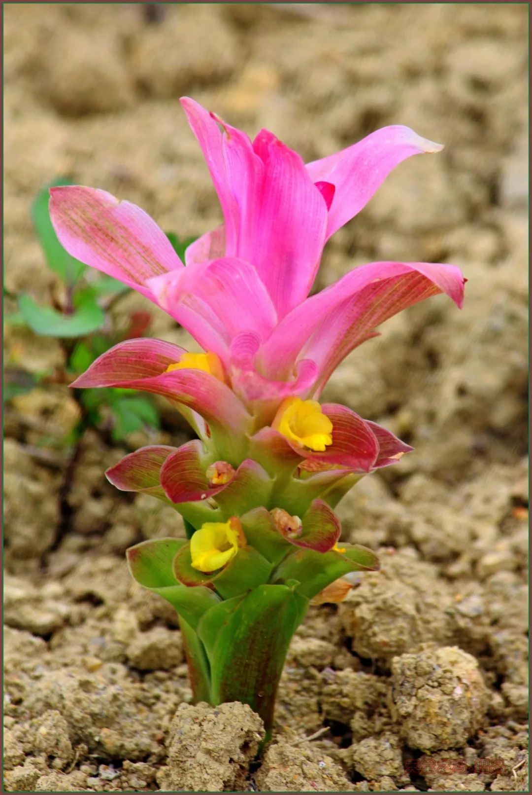 郁金,莪术(广西莪术curcuma longa)