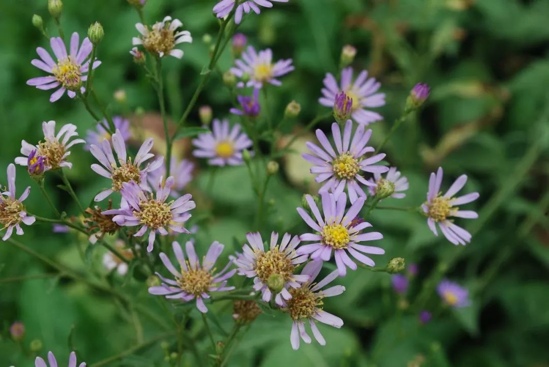 紫菀(紫菀aster tataricus)