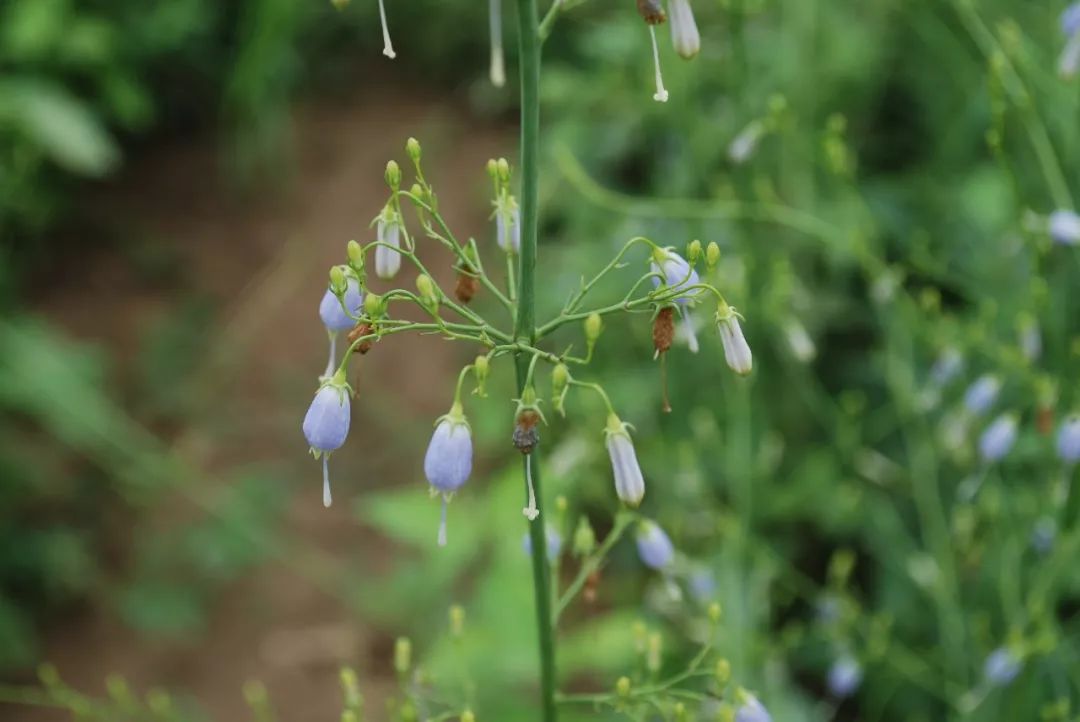 南沙参(轮叶沙参adenophora tetraphylla)