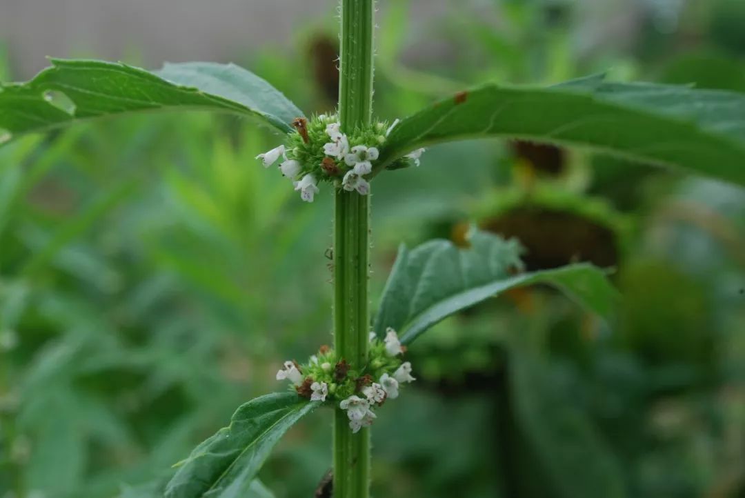 泽兰 (毛叶地瓜儿苗 lycopus lucidus turcz. var.hirtus regel)