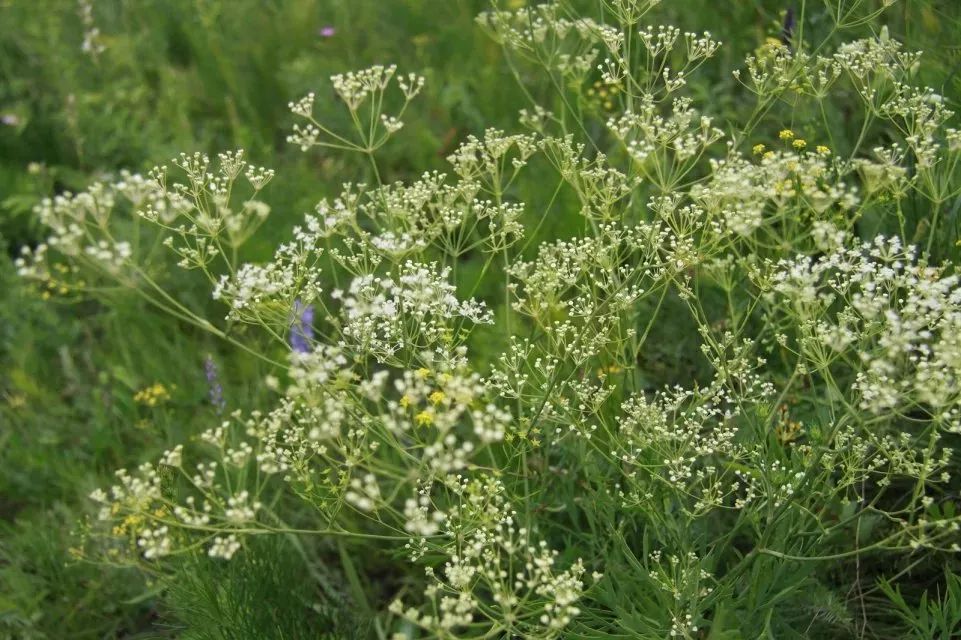 防风 (防风 saposhnikovia divaricata)