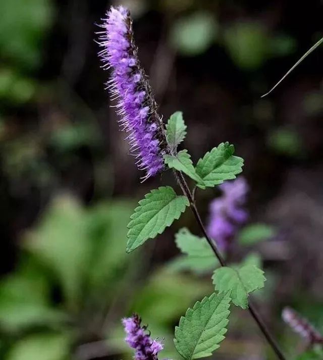 「 耐盐碱植物