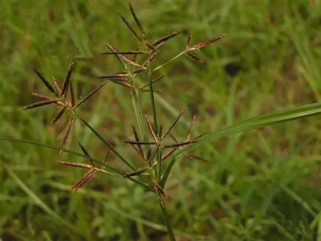 [分享]接地气的草:阔叶杂草和尖叶杂草