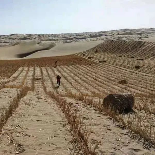 两端翘起直立在沙面上 露出地面的高度约20-25厘米 再用沙子牢固根基