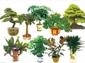 如何选择室内观赏植物
