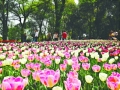 武汉植物园郁金香盛开 吸引大量游客
