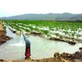 农业灌溉耗水惊人 部分产区一吨水“换”一斤粮？