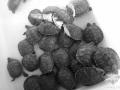 18种中国外来入侵物种 巴西龟上“国榜”