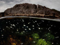 一半水上，一半水下，美国一位摄影师记录了水波下的动物唯美世界
