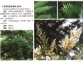 北方园林植物图集