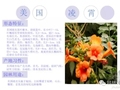 常见的攀援植物