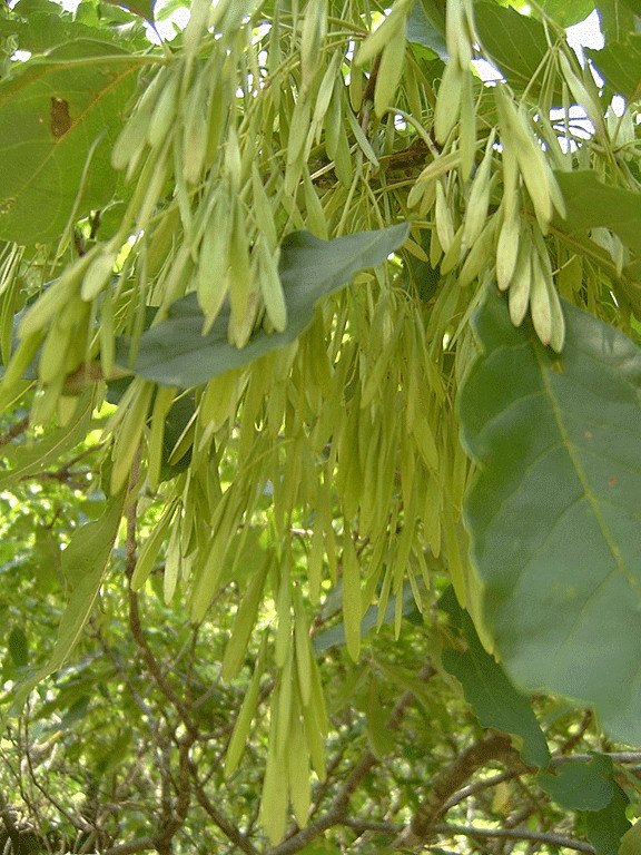 花曲柳-景观植物案例-筑龙园林景观论坛