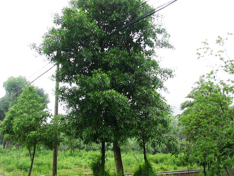 杜英-景观植物案例-筑龙园林景观论坛