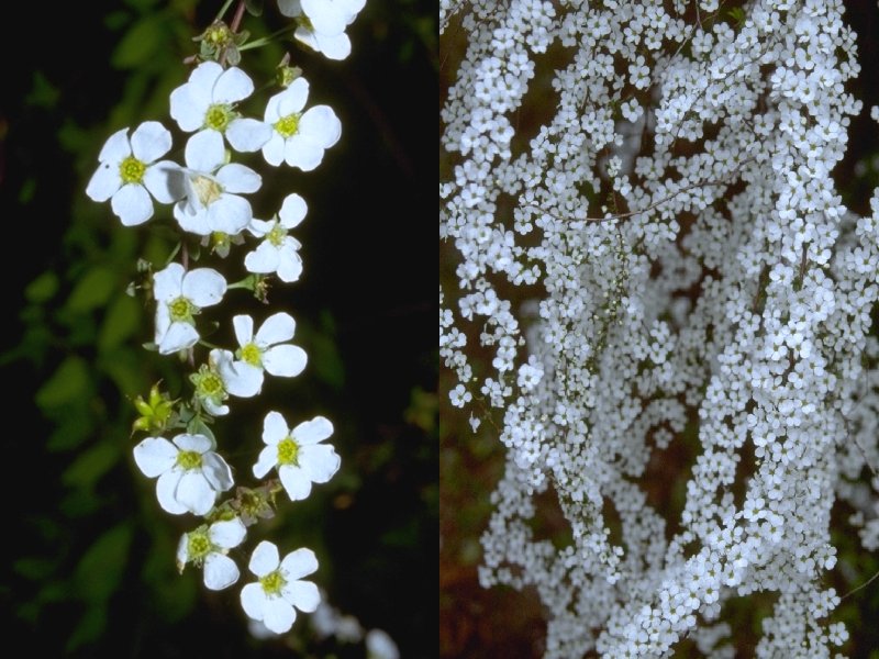 喷雪花 