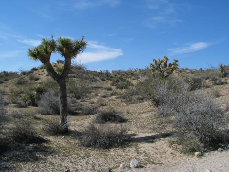 约束亚树国家公园(joshua tree national park)