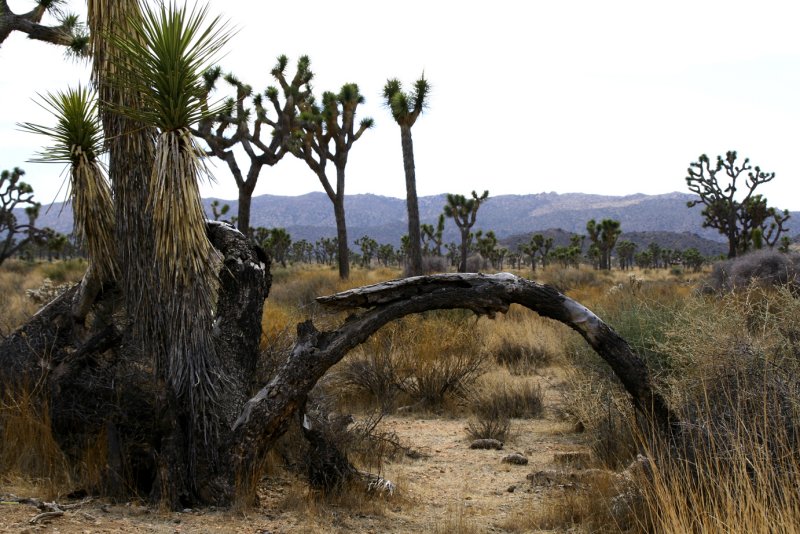 约束亚树国家公园(joshua tree national park)