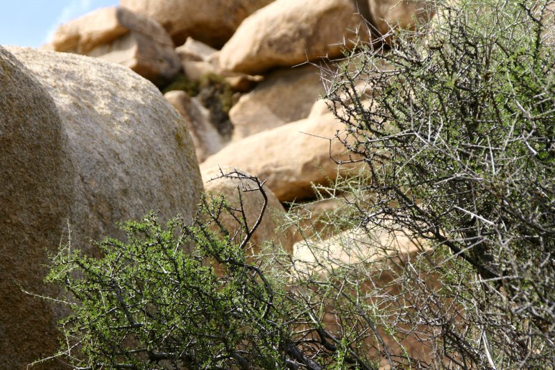 约束亚树国家公园(joshua tree national park)