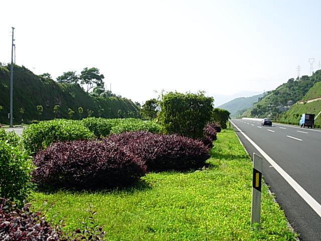 机场高速公路一期现有中分带景观绿化图片