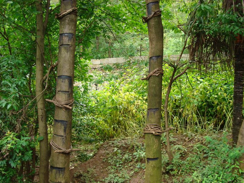 漆树-景观植物案例-筑龙园林景观论坛