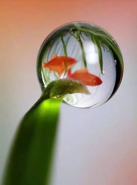 [分享]一滴水与植物的结合,怎么可以这么美!