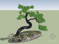 松树盆景sketchup模型下载