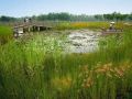 湿地景观|滨水景观与生态景观的共同设计
