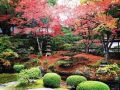 色叶树，为你的景观增光添彩