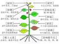 园林植物缺素口诀