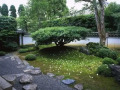 景观树|日式庭院的灵木之美