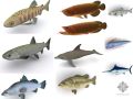 12种鱼模型