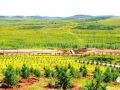 北京将启动新一轮百万亩造林绿化工程