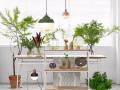 植物能让你的家“活”起来，可是你选对了吗？