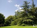 如何提高松树的移栽成活率？