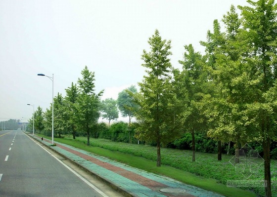 [无锡]城市主干道路绿化改造设计方案-道路街区景观