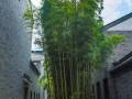 竹子护宅，香椿辟邪……园林中的植物风水，你知道多少？