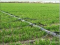 [新疆]20866亩机井加压滴灌节水建设项目实施方案