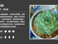 150多种多肉植物对照图，再也不愁叫什么名字了