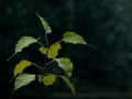 园林植物丨佛系植物——五树六花！