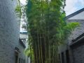 竹子护宅，香椿辟邪……庭院中的植物风水，你知道多少？