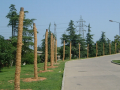 市政工程大树移栽施工过程（PPT总结66页）