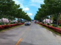 [玉林]市政道路绿化工程施工方案
