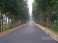 [安徽]乡村公路改建工程施工组织设计（实施性）