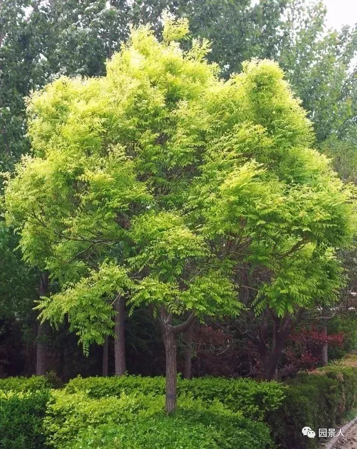 [分享]庭院里的树,该怎么种?种什么好?