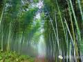 夏日竹韵——浅析竹子在景观设计中的应用