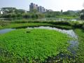 [贵州]黄果树风景人工湿地污水处理工程设计方案