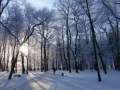 干货|园林树木秋冬季防寒与防冻施工技术