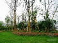 [宁夏]产业园景观绿化工程监理大纲（总绿面积20万平米）