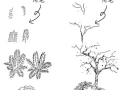 植物手绘_景观手绘参考_园林景观手绘_植物手绘线稿